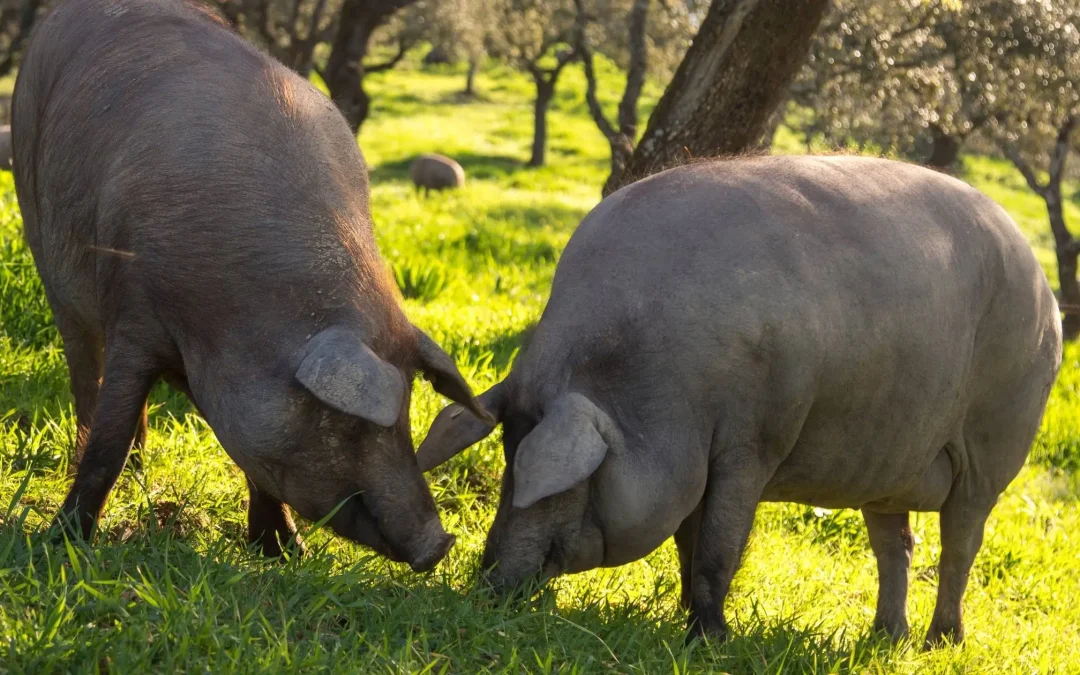 Cerdo Ibérico – Variedades y Razas